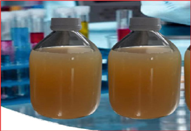 Solidified and Broth Agar Media in bottles (Screw Cap)